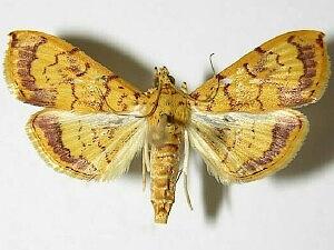 Portentomorpha xanthialis